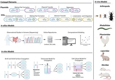 Models for Gut-Mediated Horizontal Gene Transfer by Bacterial Plasmid Conjugation